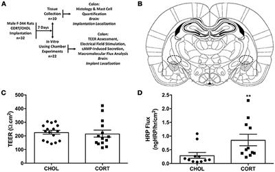 Stereotaxic Exposure of the Central Nucleus of the Amygdala to Corticosterone Increases Colonic Permeability and Reduces Nerve-Mediated Active Ion Transport in Rats